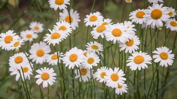 Rekomendasi Bunga-bunga Cantik untuk Dekorasi Pelaminan